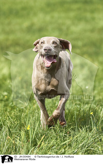 Weimaraner Rde / JH-30484