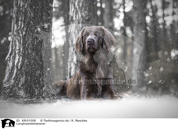 Langhaarweimaraner / longhaired Weimaraner / KR-01006