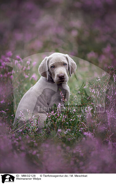 Weimaraner Welpe / MM-02128