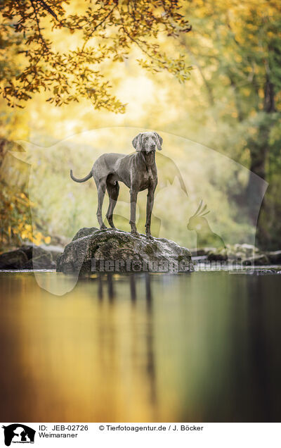 Weimaraner / JEB-02726
