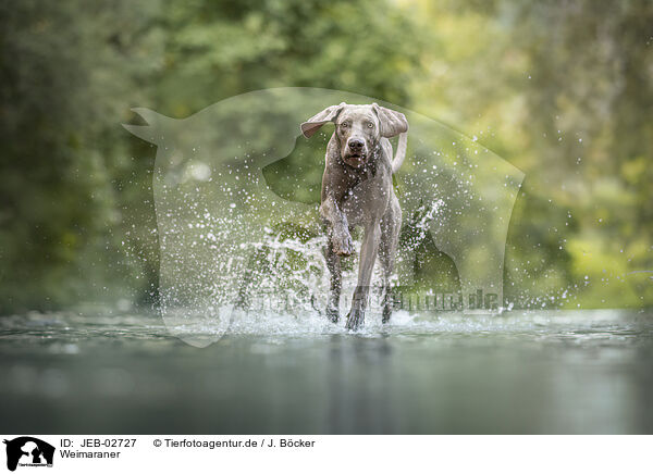 Weimaraner / JEB-02727