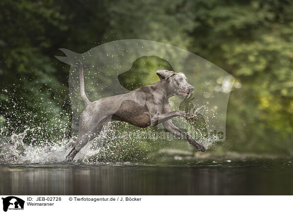 Weimaraner / JEB-02728