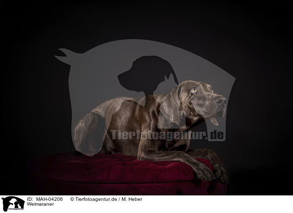 Weimaraner / MAH-04206