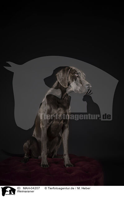 Weimaraner / MAH-04207