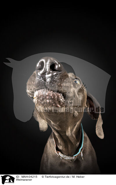 Weimaraner / Weimaraner / MAH-04215