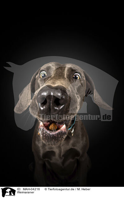 Weimaraner / Weimaraner / MAH-04216