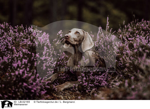 Weimaraner / Weimaraner / LB-02165