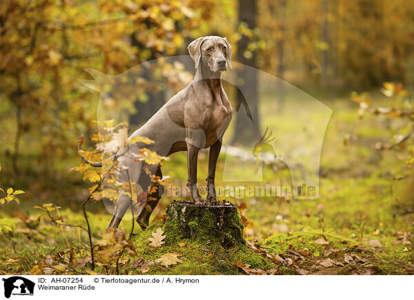 Weimaraner Rde / AH-07254