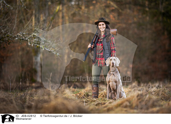 Weimaraner / JEB-02812