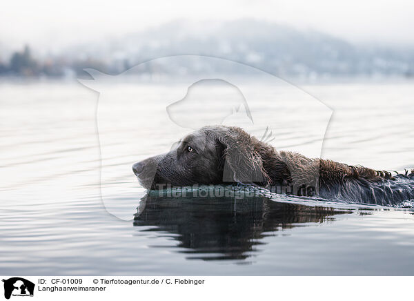 Langhaarweimaraner / longhaired Weimaraner / CF-01009