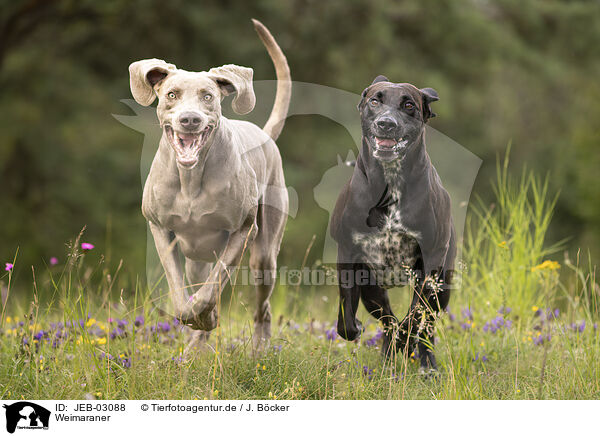 Weimaraner / Weimaraner / JEB-03088