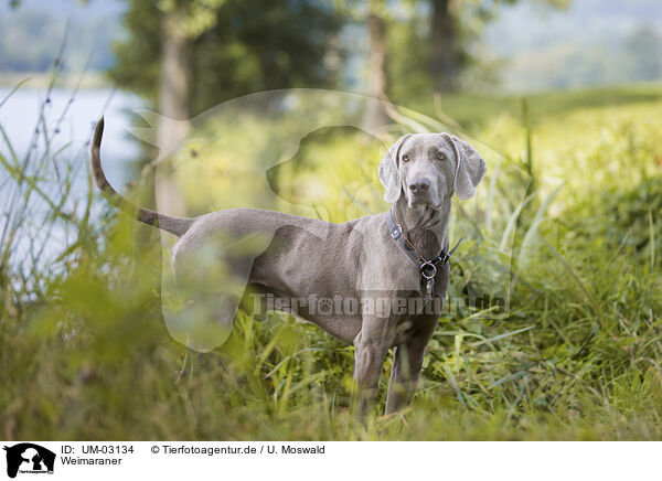 Weimaraner / UM-03134
