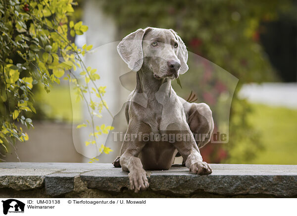 Weimaraner / Weimaraner / UM-03138