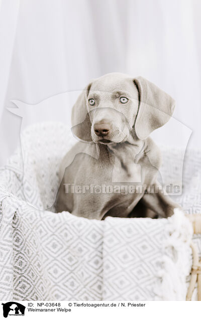 Weimaraner Welpe / Weimaraner Puppy / NP-03648