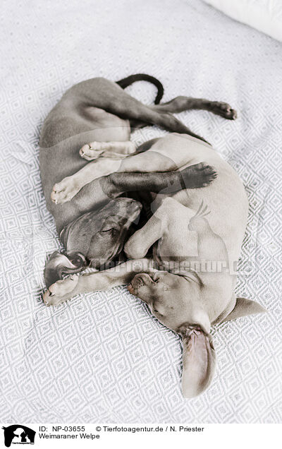 Weimaraner Welpe / Weimaraner Puppy / NP-03655