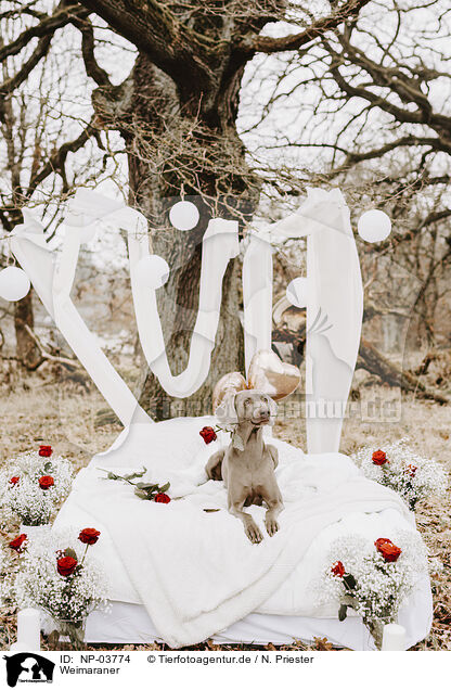 Weimaraner / Weimaraner / NP-03774