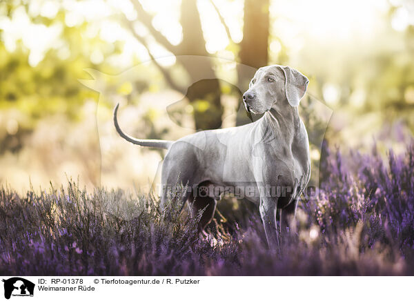 Weimaraner R�de / RP-01378