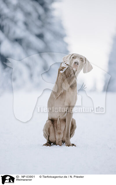Weimaraner / NP-03901