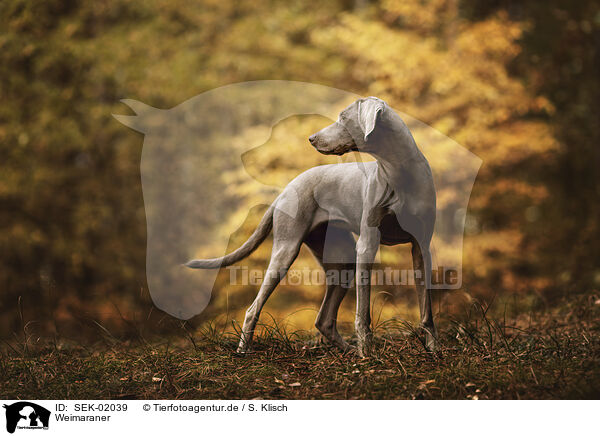 Weimaraner / Weimaraner / SEK-02039