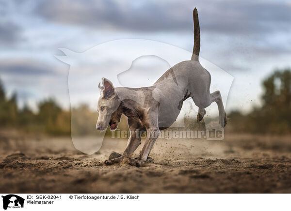 Weimaraner / Weimaraner / SEK-02041
