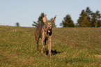 rennender Weimaraner