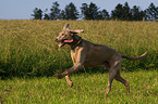 rennender Weimaraner