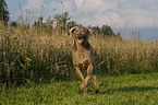 rennender Weimaraner