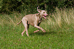 rennender Weimaraner