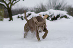 rennender Weimaraner