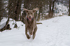 rennender Weimaraner