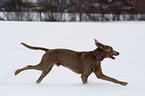 rennender Weimaraner