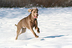 rennender Weimaraner