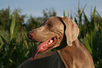 Weimaraner