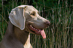 Weimaraner