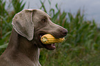 Weimaraner mit Maiskolben im Maul