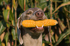 Weimaraner mit Maiskolben im Maul