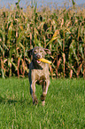 rennender Weimaraner