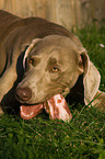 fressender Weimaraner