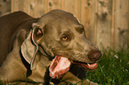 fressender Weimaraner