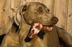 fressender Weimaraner