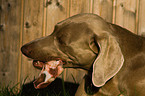 fressender Weimaraner