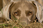 Weimaraner Portrait