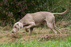 vorstehender Weimaraner