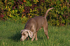 schnffelnder Weimaraner