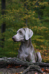 liegender Weimaraner