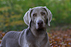 Weimaraner Portrait