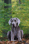 liegender Weimaraner