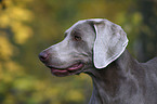 Weimaraner Portrait