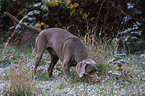 stbernder Weimaraner