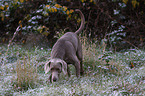 stbernder Weimaraner